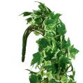 Floristik24 Ivy hanger kunstgrønt, creme 75cm