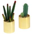 Floristik24 Kaktusgrønne i gylden gryde 12cm - 17cm 4stk