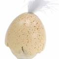 Floristik24 Kylling i æggeskallen hvid, fløde 6cm 6stk