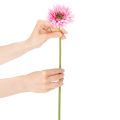 Kunstige Gerbera Haveblomster, Pink, 47cm, 6 Stk. | Floristik24.dk