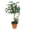 Floristik24 Kunstigt oliventræ i potte Kunstig plante Oliven H63,5cm