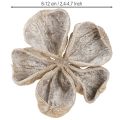 Landlotus Hvidvasket 6-12cm 50 stk | Floristik24.dk