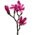 Floristik24 Magnolia gren 45 cm 3stk