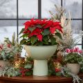 Skål med stativ til planter, dekorativ skål, 25 cm | Floristik24.dk